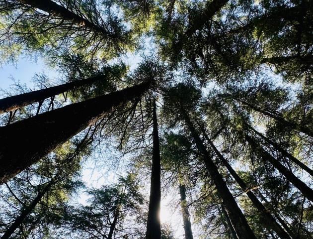 nature